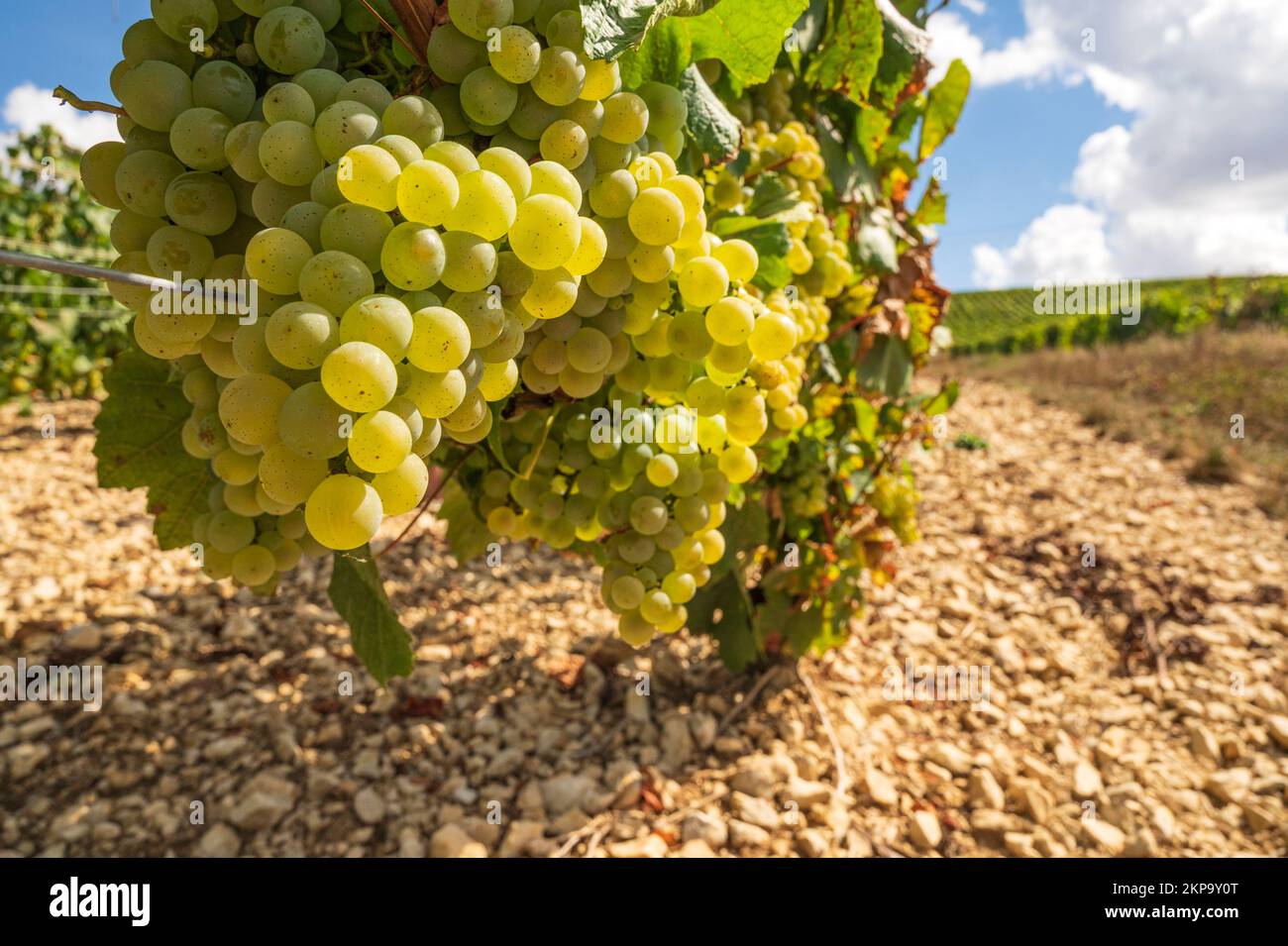 Les vignobles de Beines dans l'AOC Chablis, France Banque D'Images