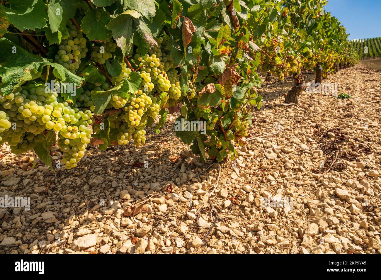 Les vignobles de Beines dans l'AOC Chablis, France Banque D'Images