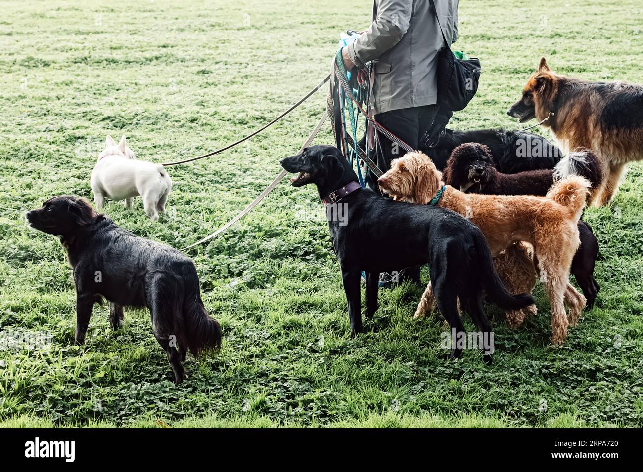 Homme méconnaissable chien marcheur groupe de chiens sur les laisses dans le parc Banque D'Images