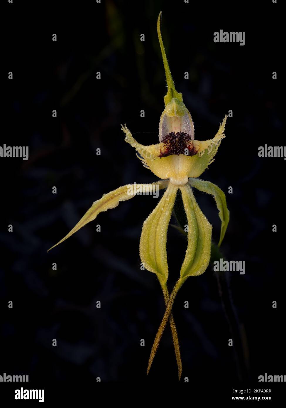 Gros plan d'une fleur de crêpe de Caladenia isolée sur un fond sombre flou Banque D'Images