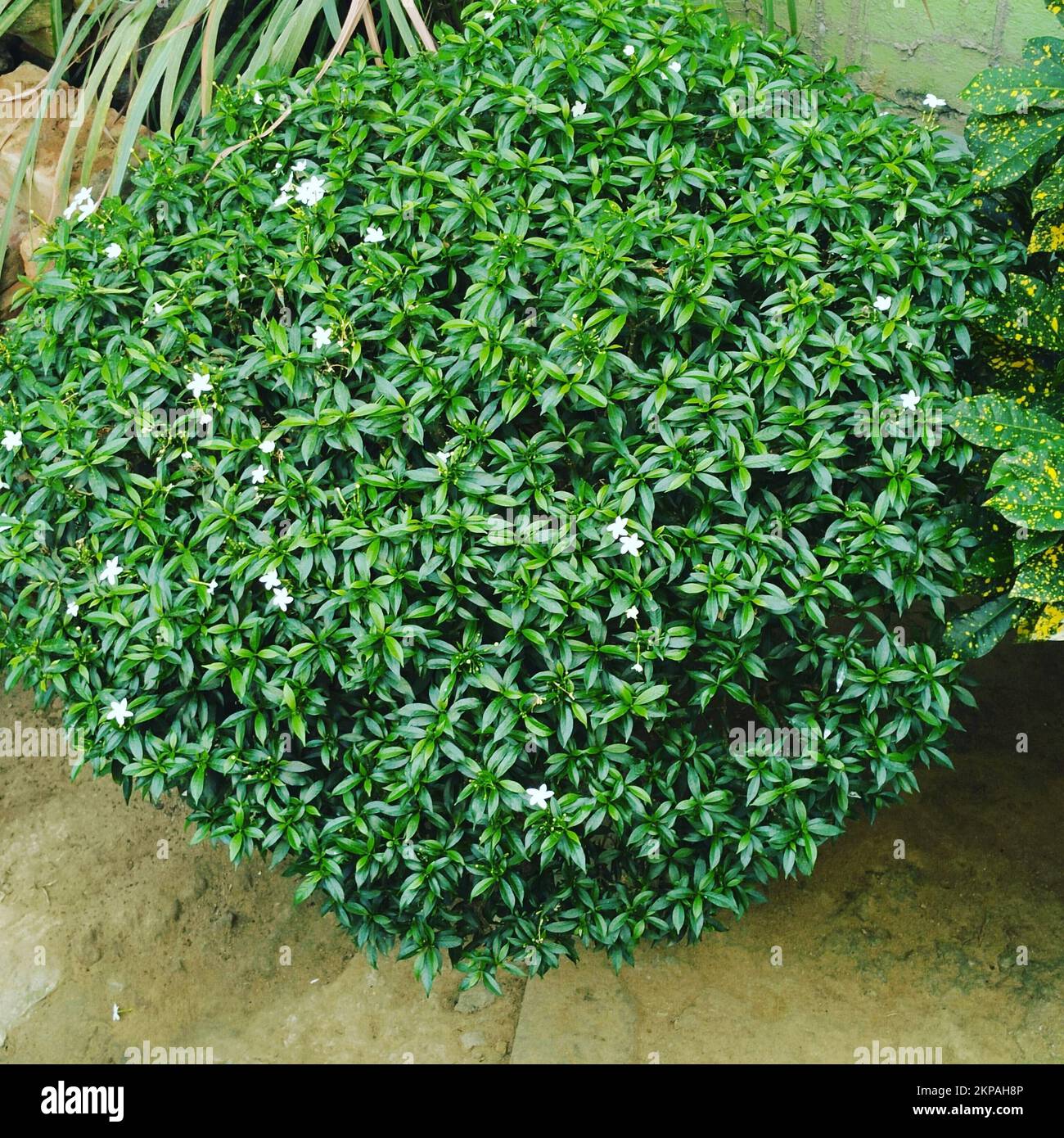 Un cliché vertical de l'arbuste clayera japonais vert vif avec des fleurs Banque D'Images