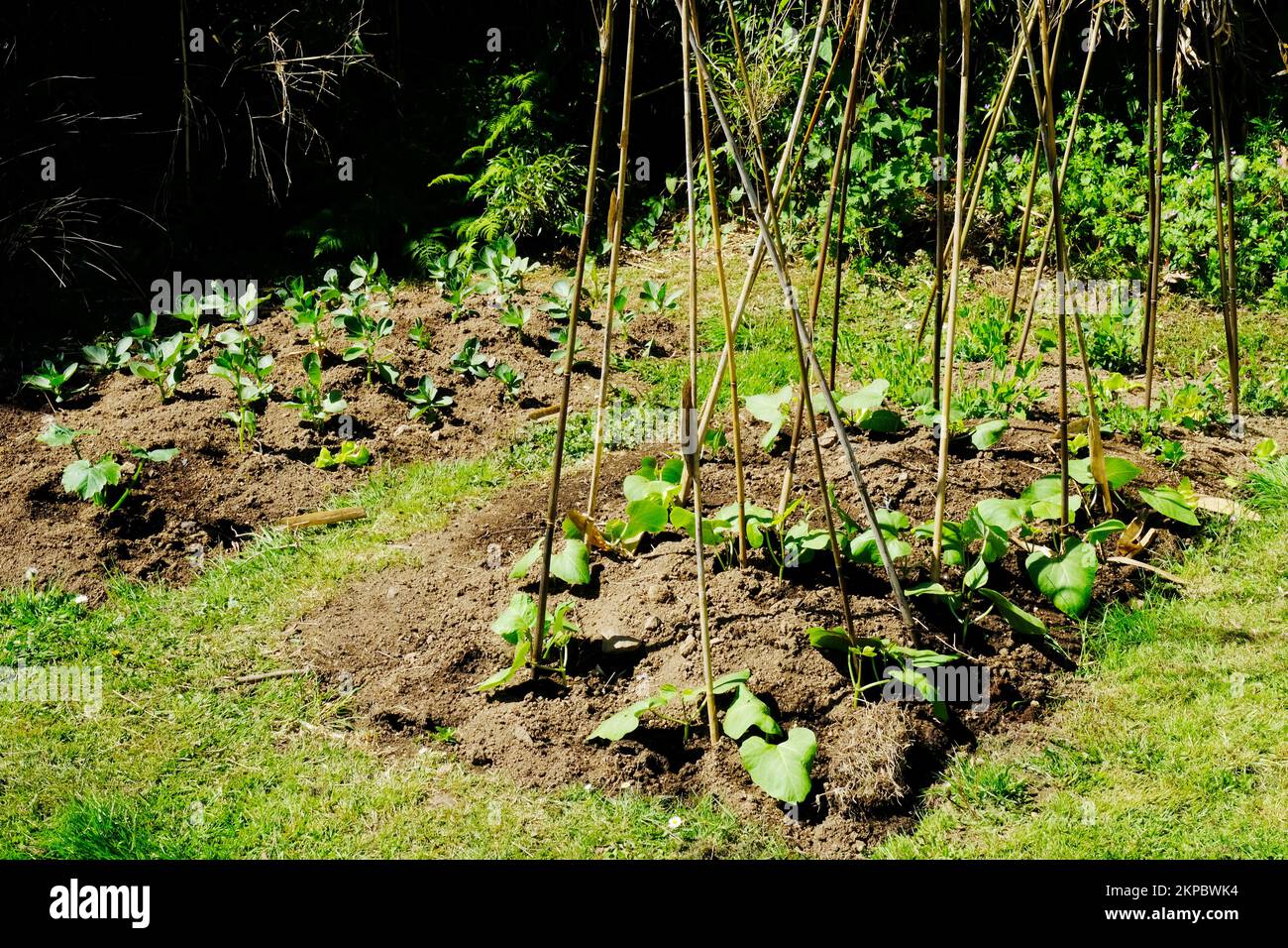 Jardin potager fraîchement planté - John Gollop Banque D'Images