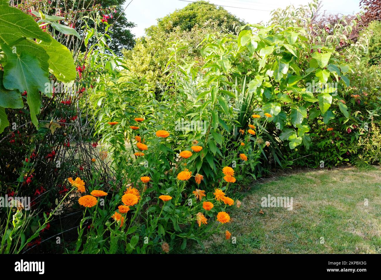 Jardin fleuri intérieur en été avec calendula - John Gollop Banque D'Images