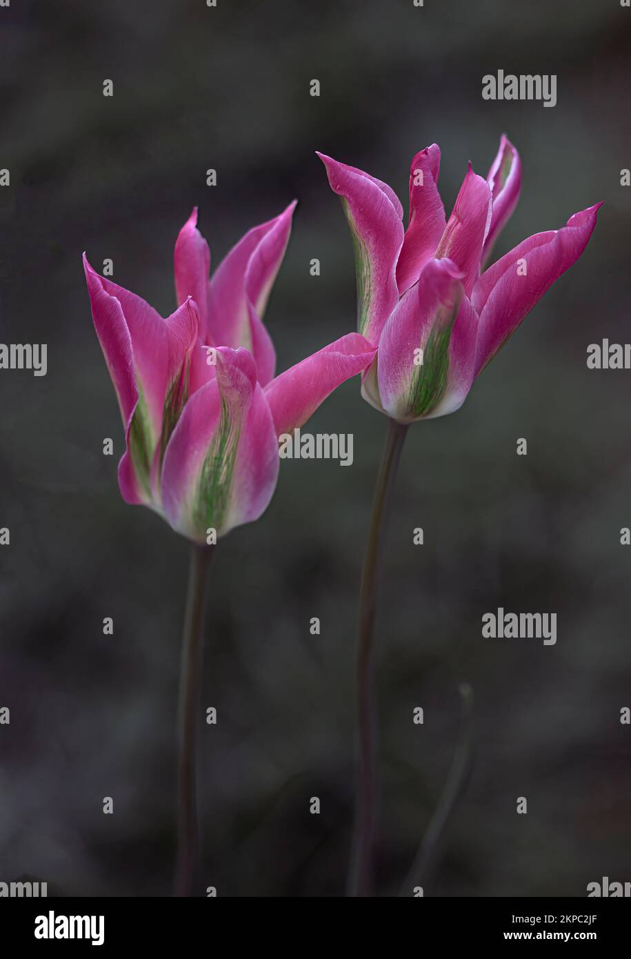 Un cliché vertical de tulipes de jardin roses avec un arrière-plan flou Banque D'Images