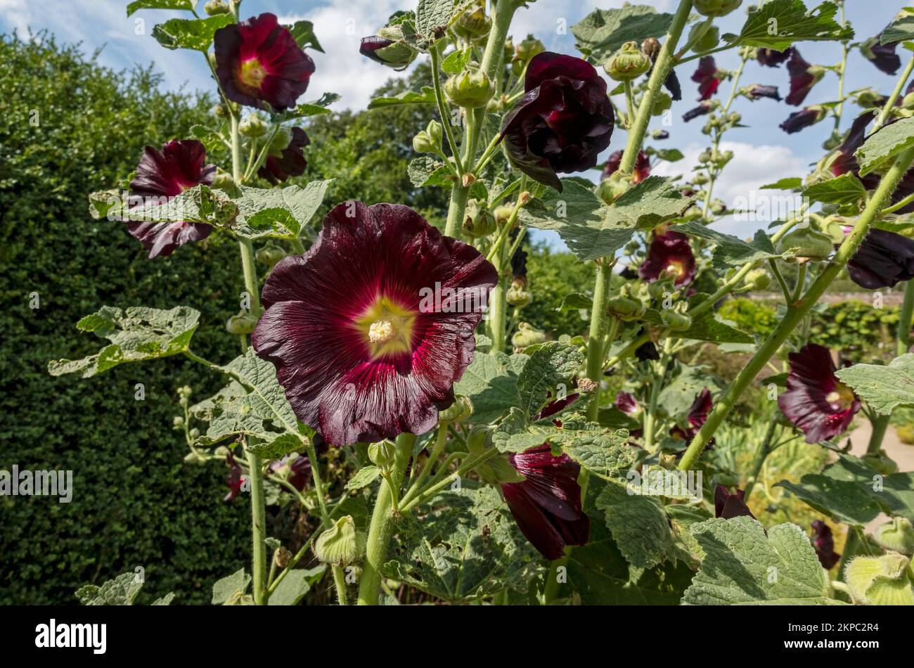 Gros plan de hollyhock rouge foncé hollyhocks fleurs alecea rosea croissant dans un jardin de chalet frontière en été Angleterre Royaume-Uni Banque D'Images