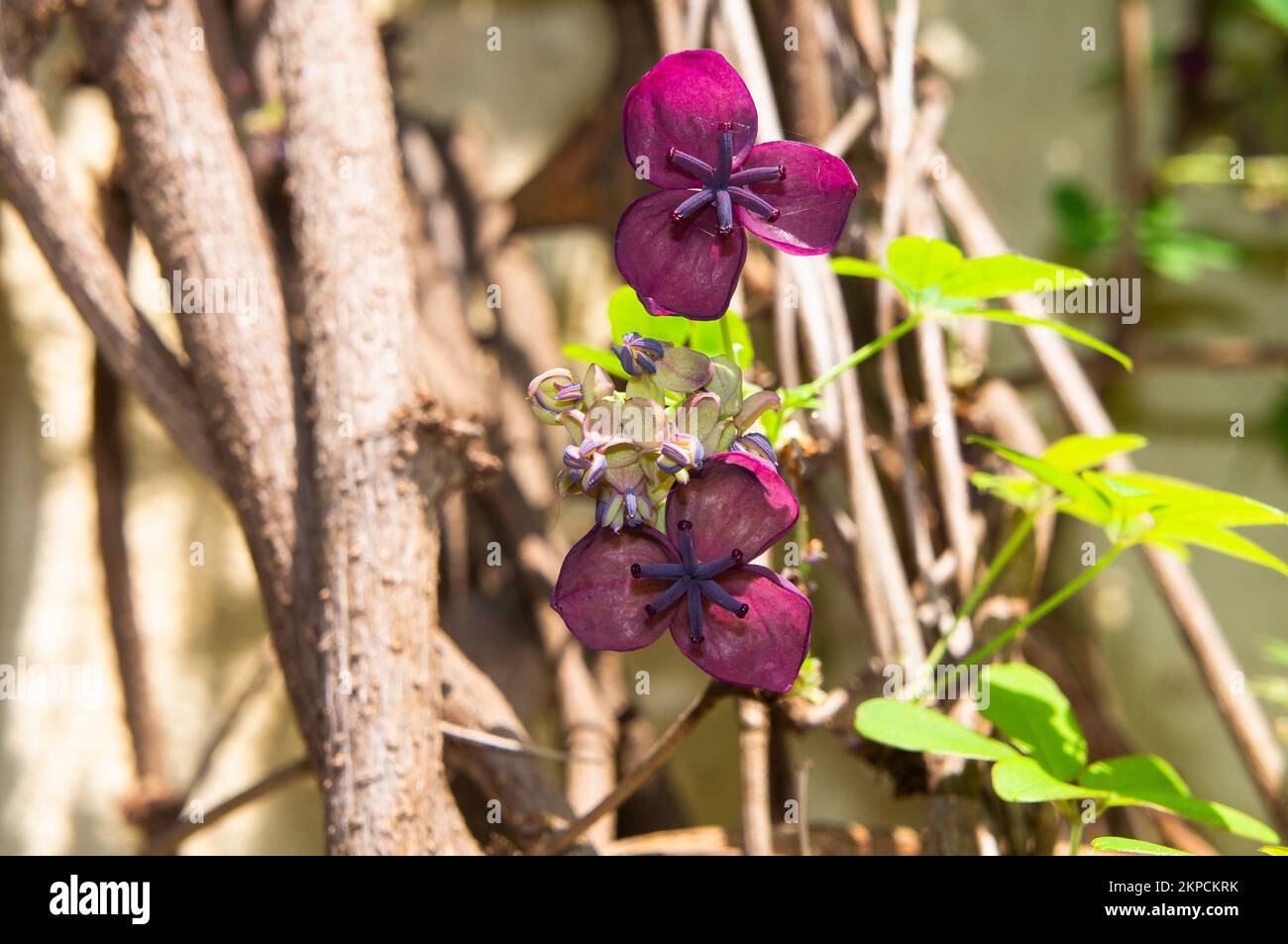 Akebia à cinq feuilles, Akebia quinata, floraison à Pruhonice, en République tchèque, sur 2 mai 2022. (CTK photo/Libor Sojka) Banque D'Images