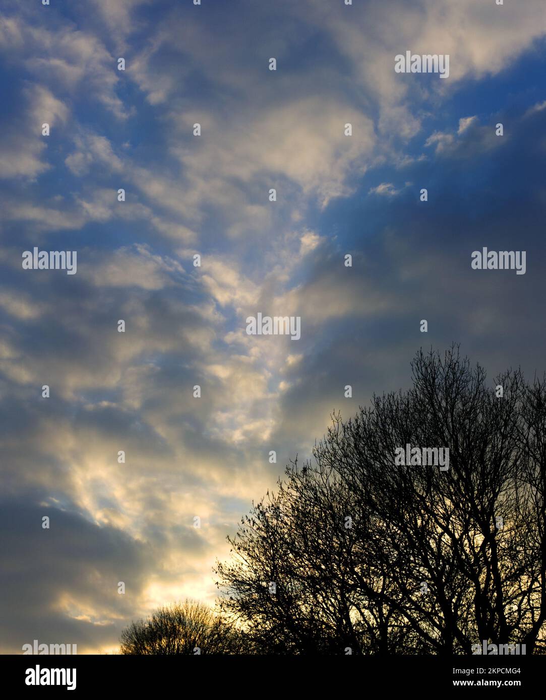 Un cliché vertical des silhouettes d'arbre lors d'une journée nuageux au coucher du soleil Banque D'Images
