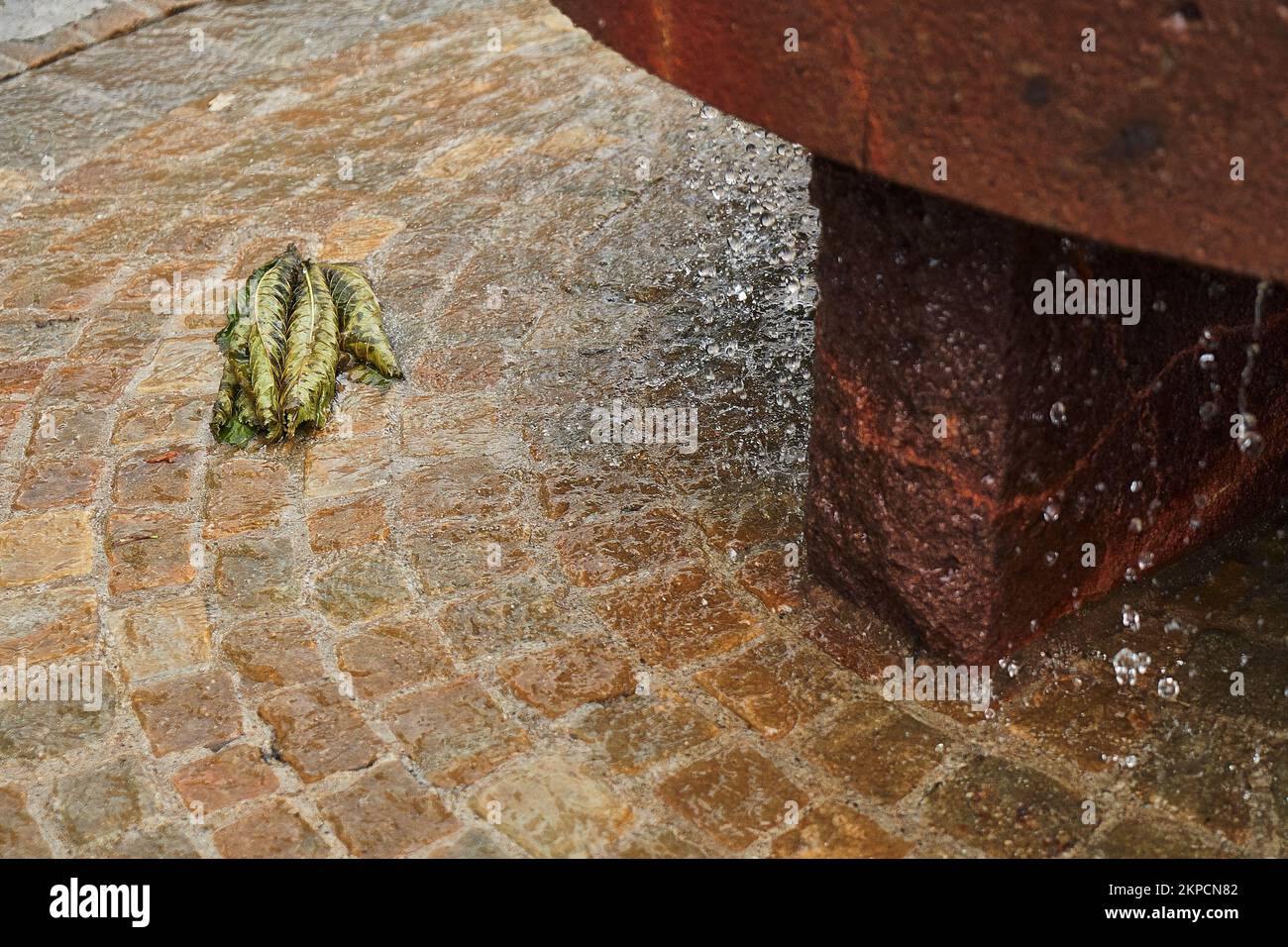 Une belle photo de feuilles vertes couchée dans le sol de la fontaine couverte d'eau Banque D'Images