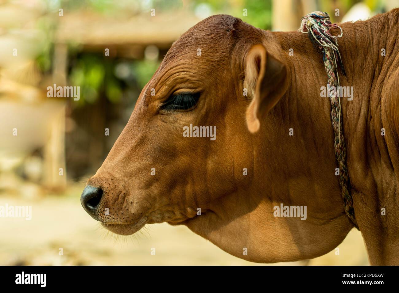 Une vache de couleur dorée est un grand animal femelle qui est gardé dans les fermes pour son lait. Les gens se réfèrent parfois aux animaux mâles et femelles de cette espèce comme c Banque D'Images