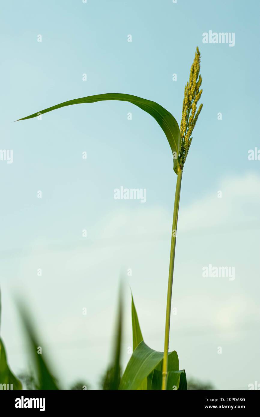 Maïs · le maïs est un gros apport de nutriments, il retire donc une forte dose de nutriments du sol pour la croissance des plantes Banque D'Images