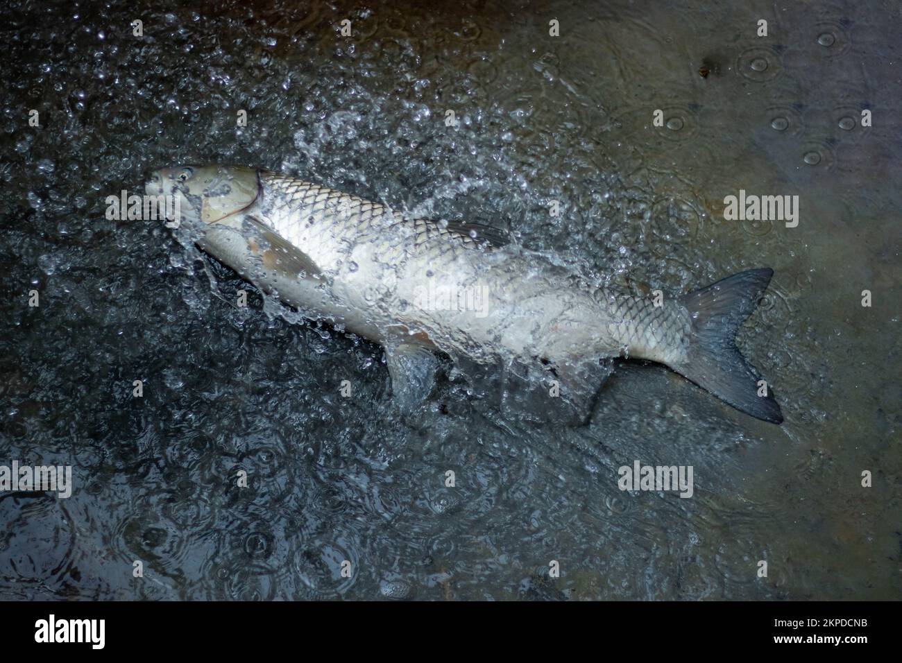 La carpe est un poisson de grandes rivières turbides et des lacs de plaine inondable associés, avec un grand degré de température Banque D'Images