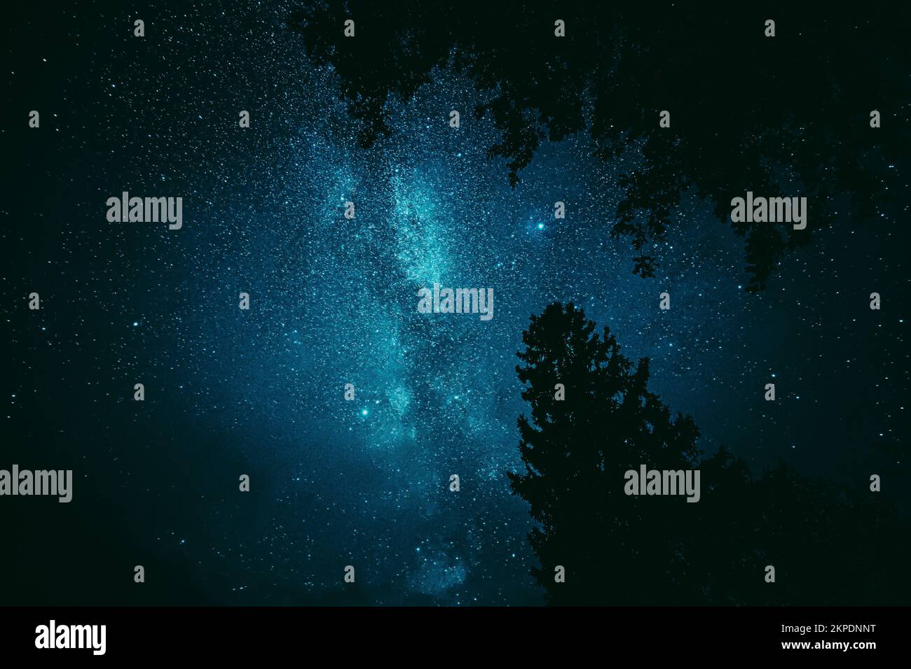 Ciel étoilé étoiles au-dessus des couronnes noires sombres de pins Bois Silhouettes. Ciel Starry naturel au-dessus des bois. Paysage de nuit avec bleu foncé Banque D'Images