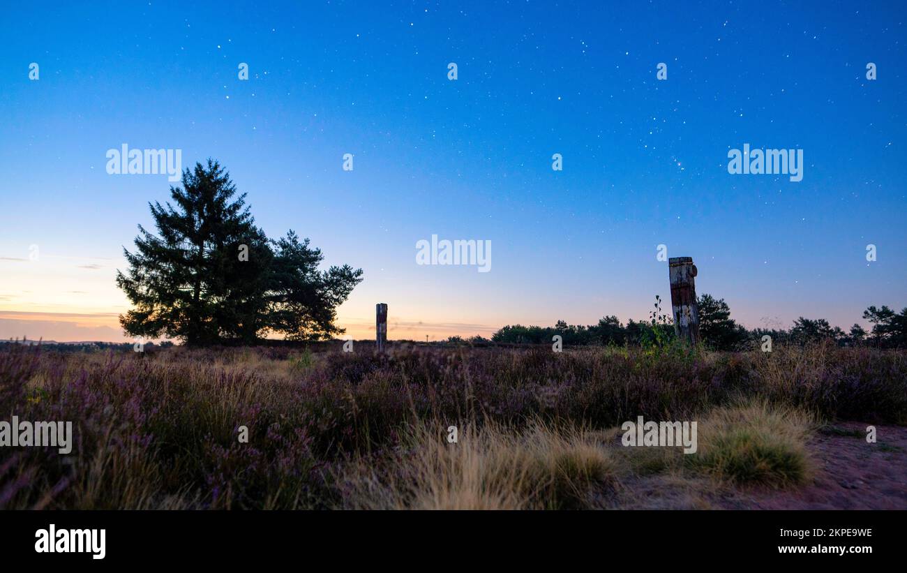 Une belle vue d'un arbre dans le champ le soir avec les étoiles tôt dans le ciel Banque D'Images