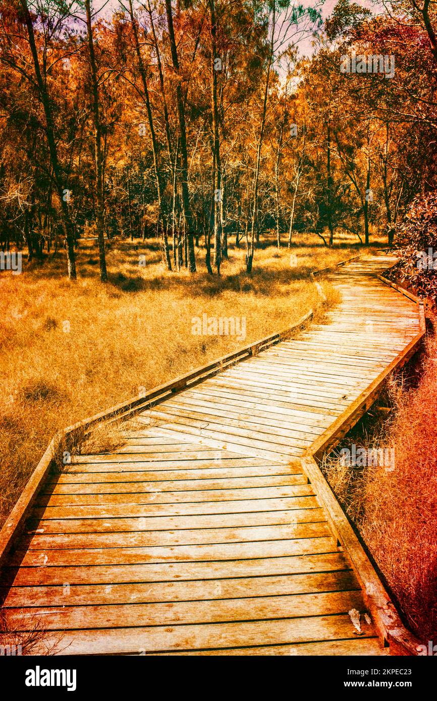 Paysage vertical d'époque d'un ancien chemin en bois menant à travers un marécages d'automne. A pris Murrumba Downs, Queensland, Australie Banque D'Images