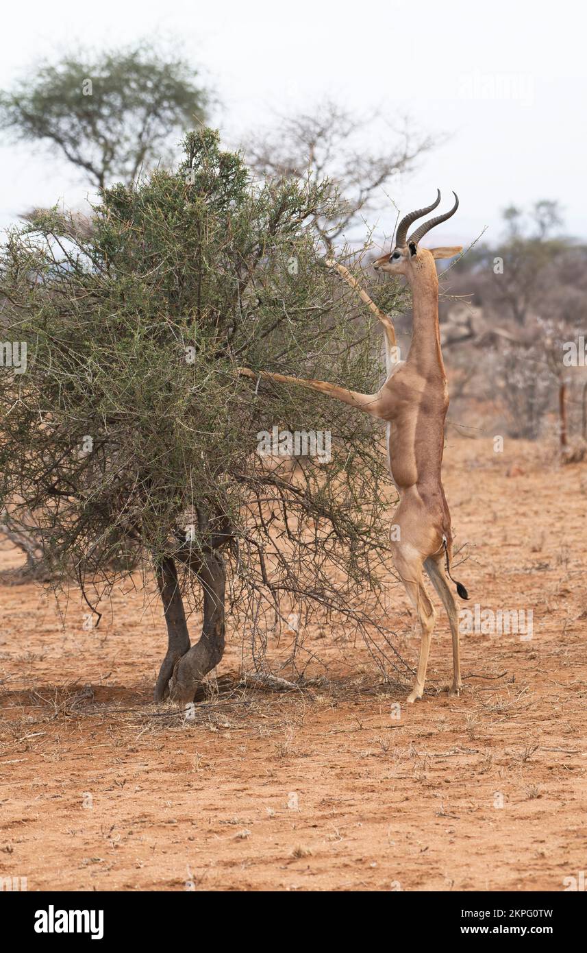 Gerenuk (Litocranius walleri), homme debout sur les pattes arrière pour atteindre la végétation inaccessible à tous les autres antilopes Banque D'Images