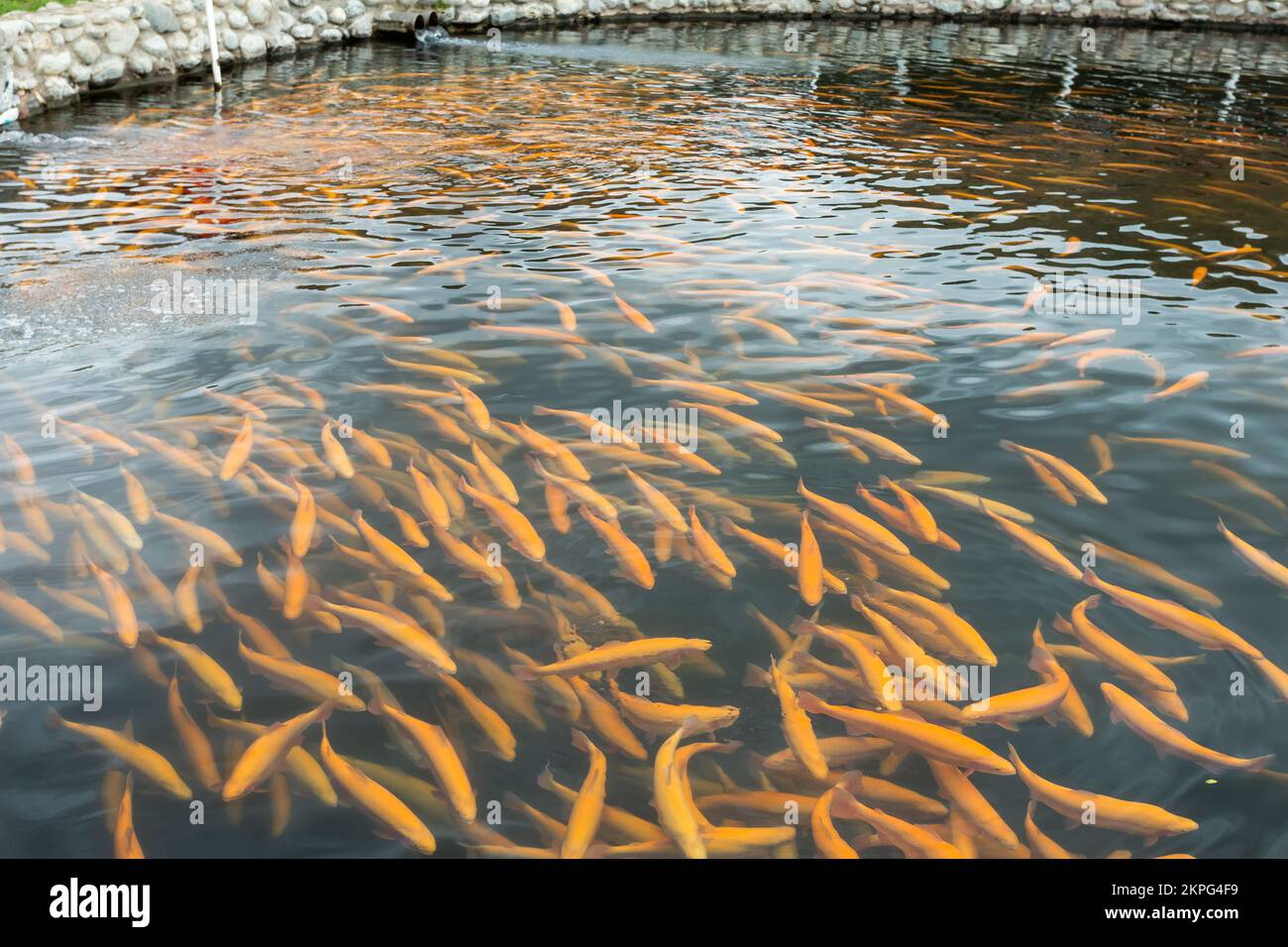 La truite arc-en-ciel tourbillonne dans l'eau d'une ferme piscicole Banque D'Images