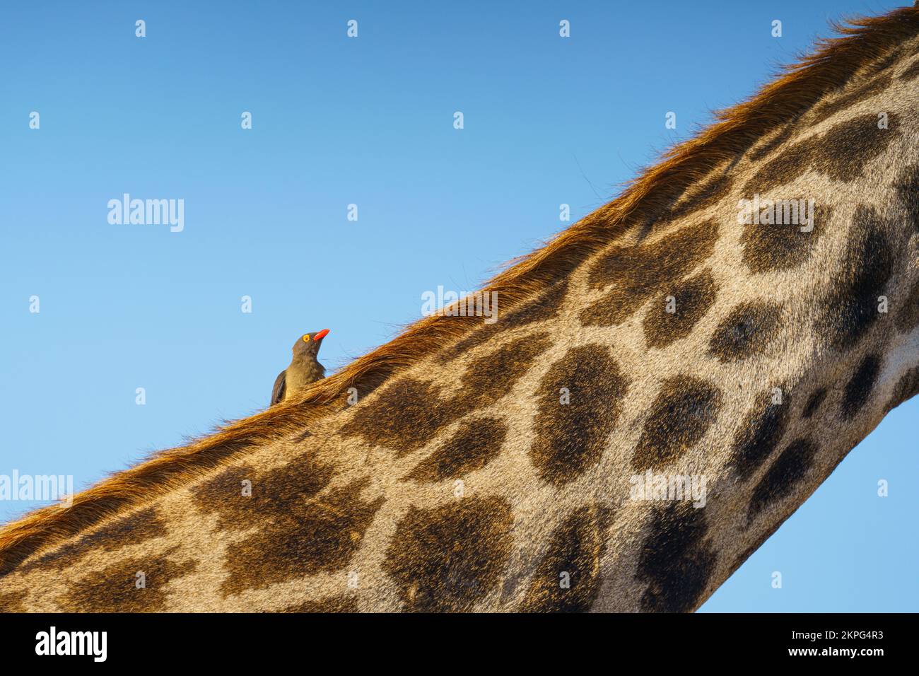 Girafe (Giraffa camelopardalis) vue rapprochée du cou de l'animal et de l'oiseau Oxpecker. Parc national de Chobe, Botswana, Afrique Banque D'Images