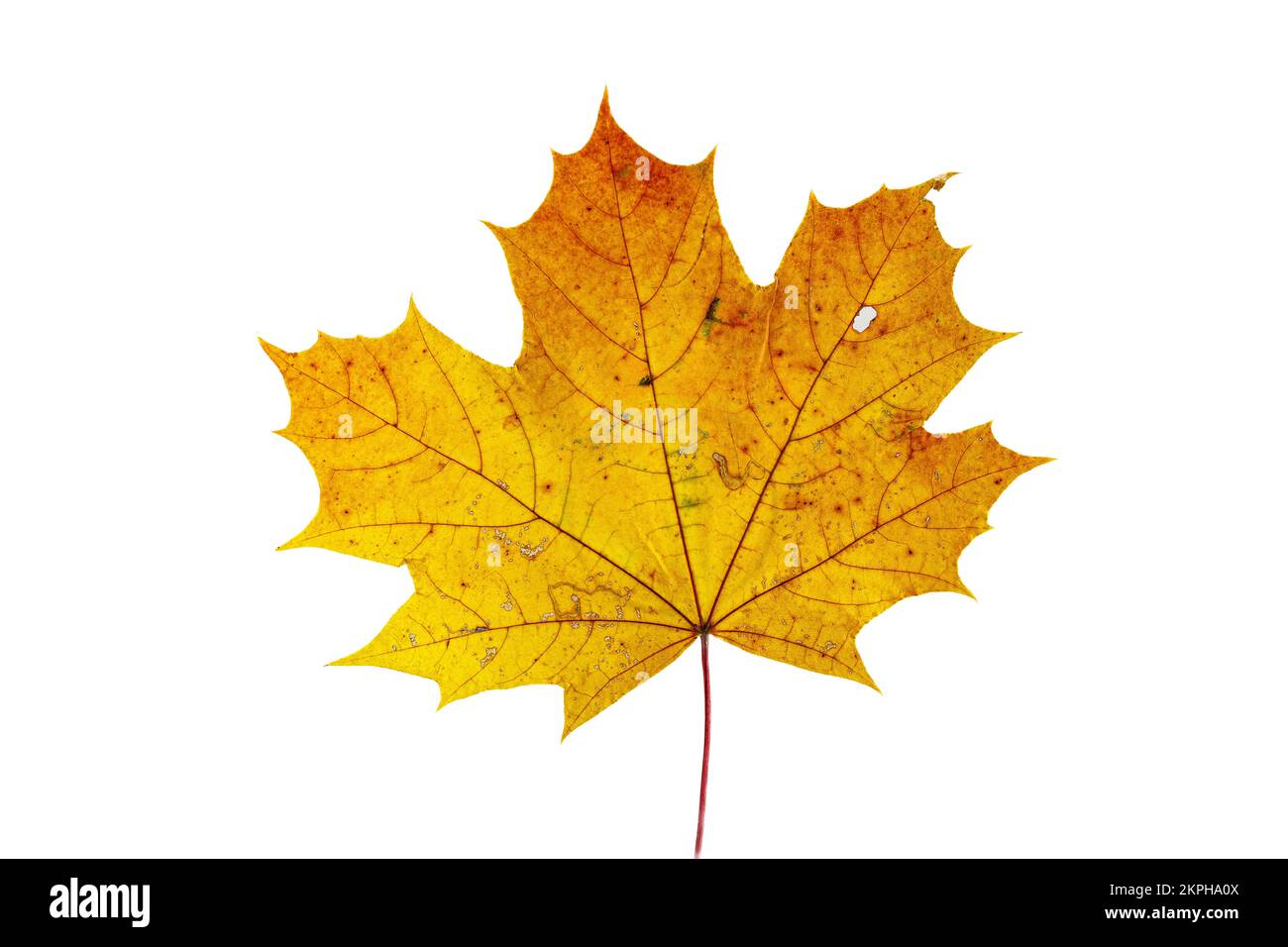 L'automne feuille d'érable sur fond blanc Banque D'Images