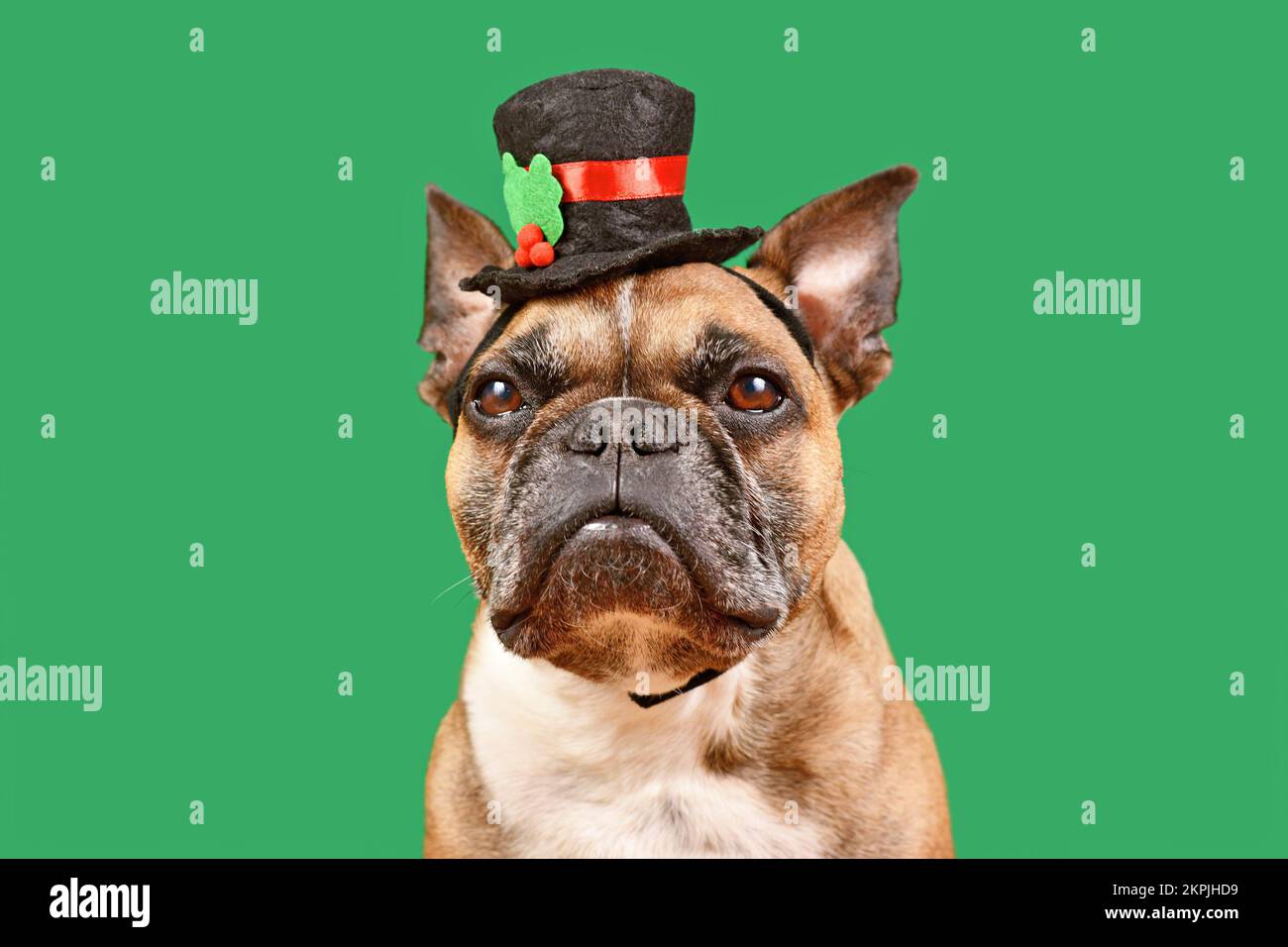 Fauve de couleur française Bulldog avec chapeau de bonhomme de neige devant un fond vert Banque D'Images