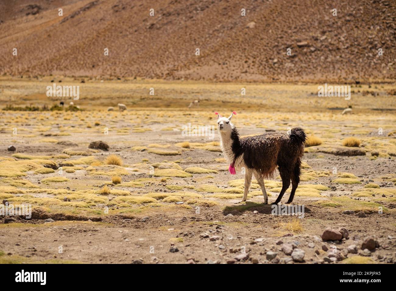 Llama avec des marques de propriété rouges dans ses oreilles qui broutage librement dans les hautes plaines boliviennes, Bolivie Banque D'Images