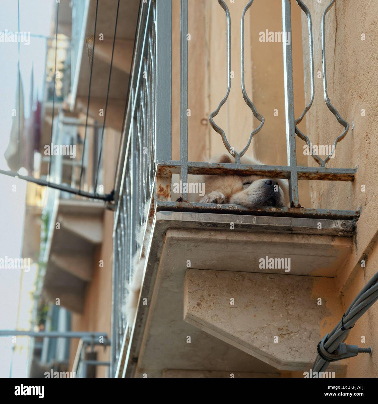 Fragment d'une maison avec un chien endormi sur le balcon. Banque D'Images