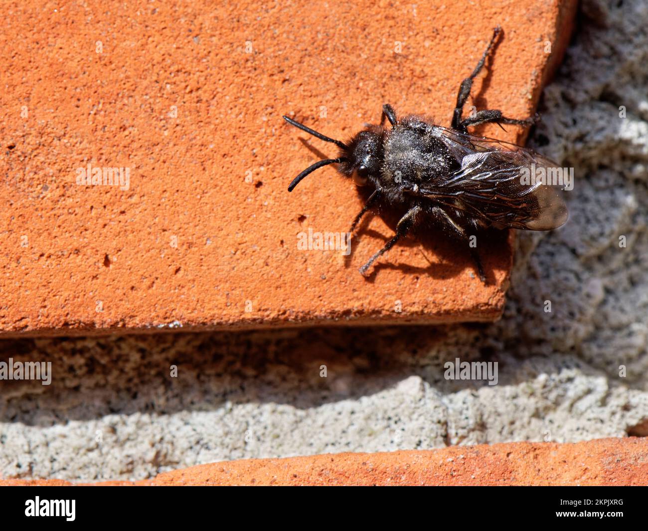 Abeille commune de deuil (Melecta albifrons) de forme foncée, un parasite des abeilles florales à pied de cheveux, à la recherche d'un vieux mur pour les nids d'hôtes, Wiltshire, Royaume-Uni, mai. Banque D'Images