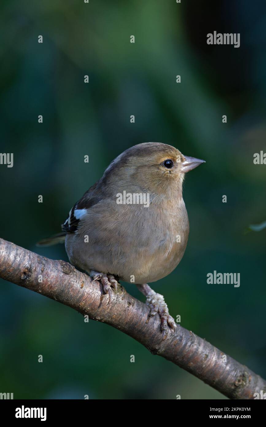 Chaffinch (Fringilla coelebs) femelle Norfolk GB Royaume-Uni novembre 2022 Banque D'Images