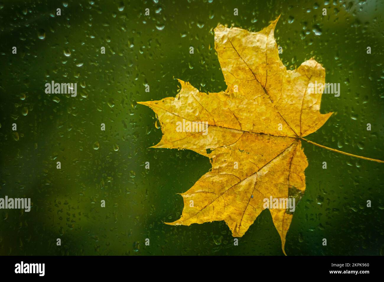 Feuille d'érable jaune d'automne sur verre avec gouttes de pluie. Temps d'automne. Pluie à l'extérieur de la fenêtre. Banque D'Images