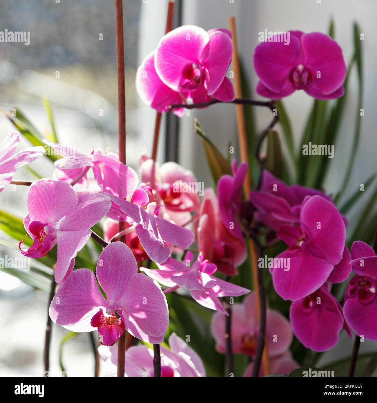 De belles grandes orchidées blanches et roses ont fleuri sur le rebord de la fenêtre dans la chambre Banque D'Images
