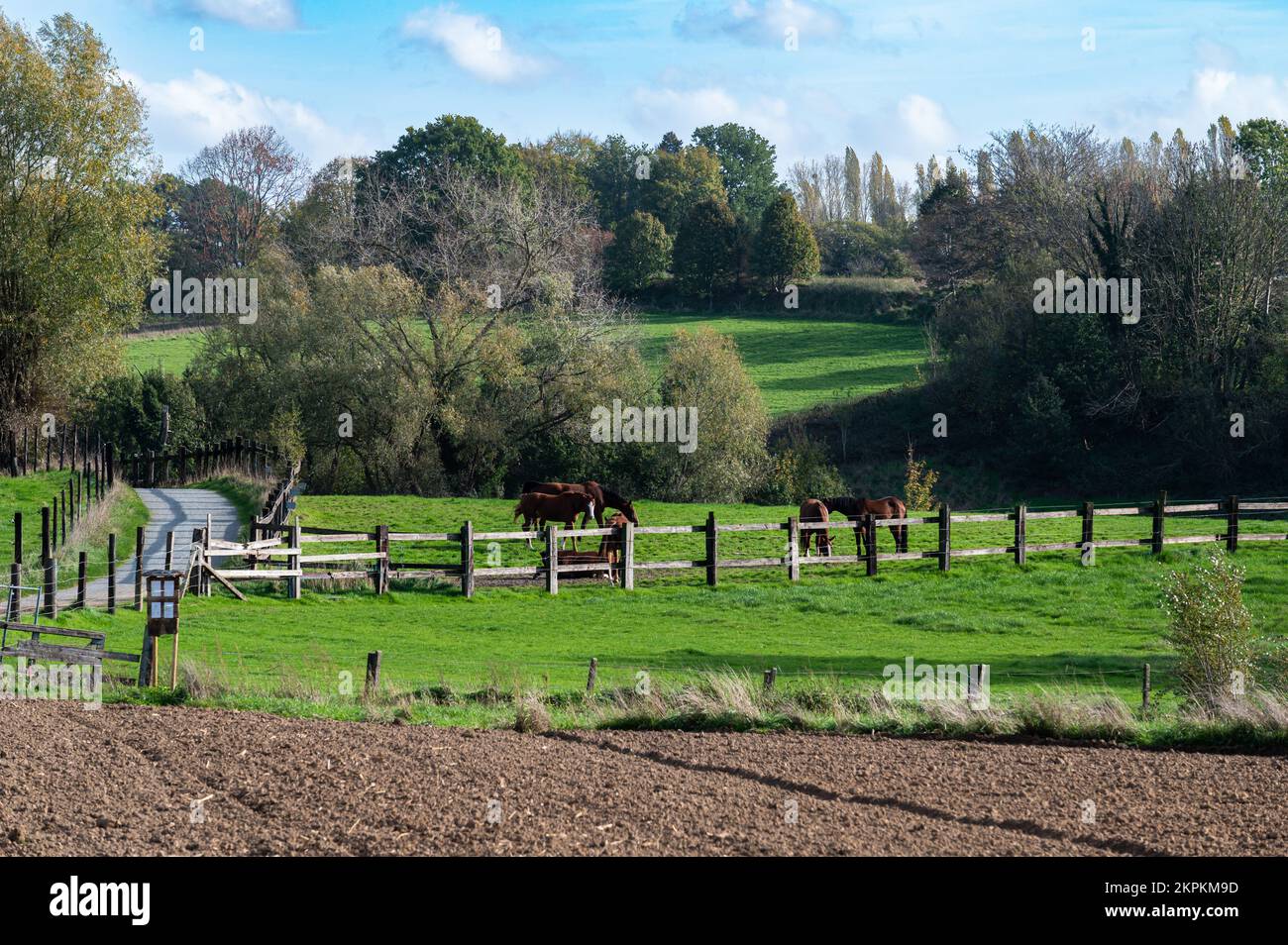 Champs d'agriculture verte dans la campagne flamande, Asse ter Heide, Belgique Banque D'Images