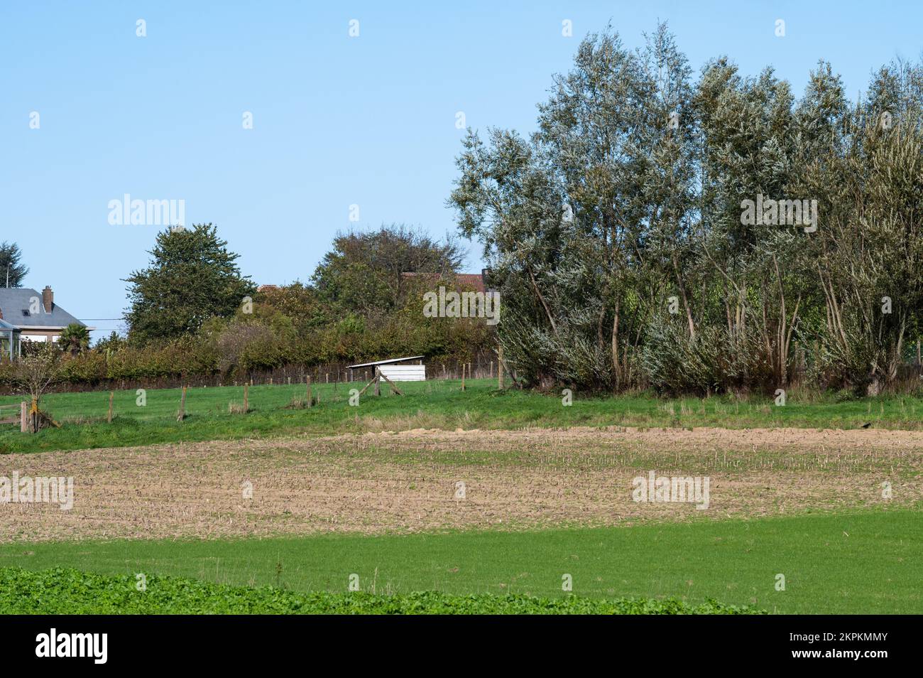 Champs d'agriculture verte dans la campagne flamande, Asse ter Heide, Belgique Banque D'Images