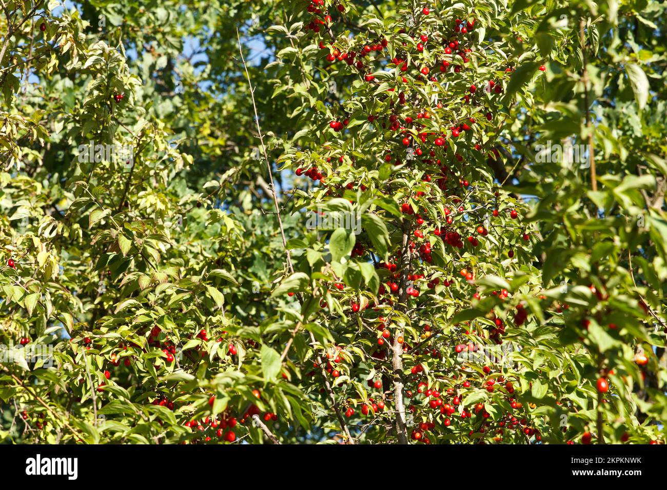 Un cornouiller rouge, mûr et médicinal dormait sur un arbre en forêt. La saison de récolte des baies est arrivée. Concentrez-vous sur les baies rouges Banque D'Images