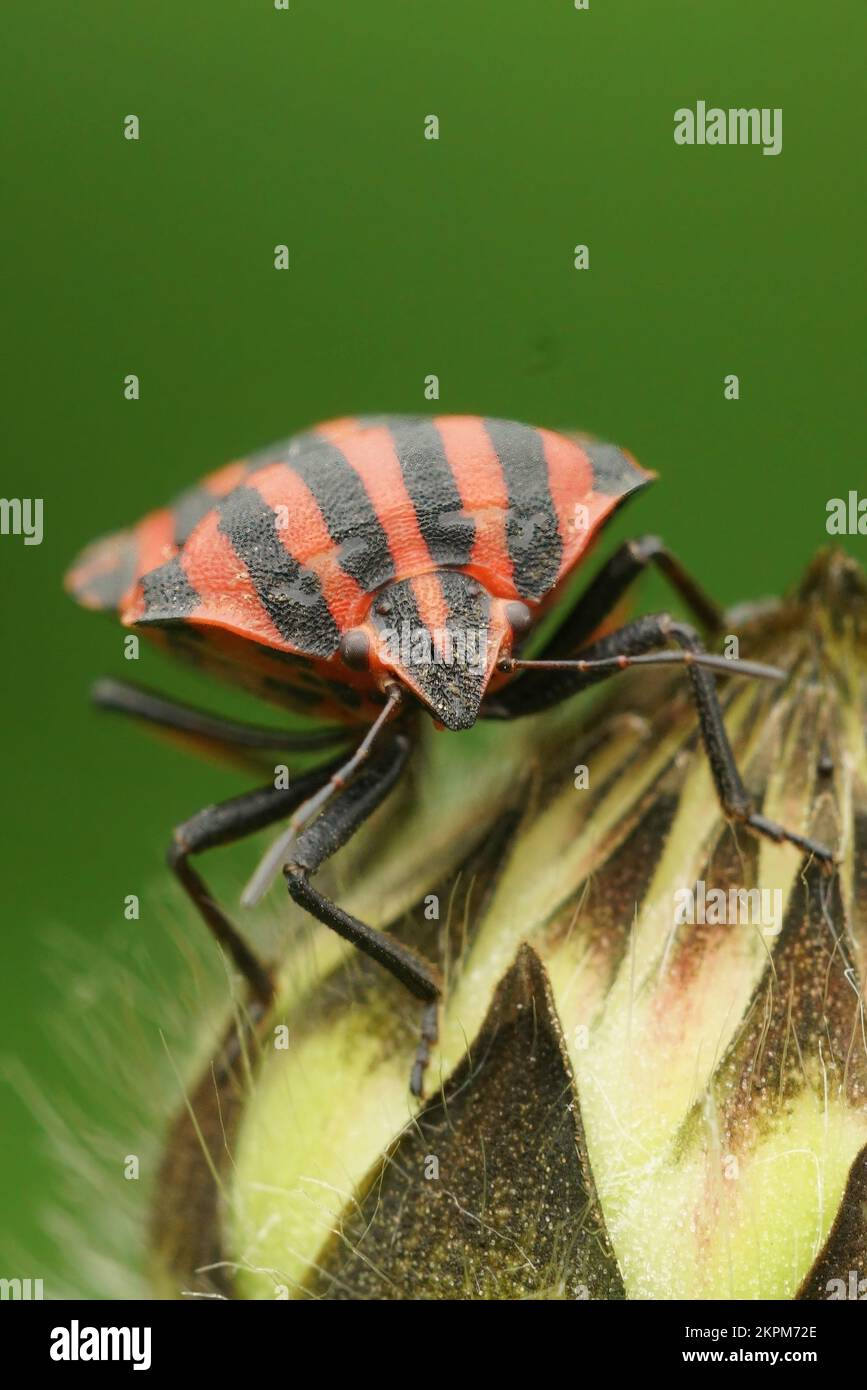 Gros plan frontal naturel sur la couleur rouge à rayures Minsrel bug, Graphosoma italicum dans le jardin Banque D'Images