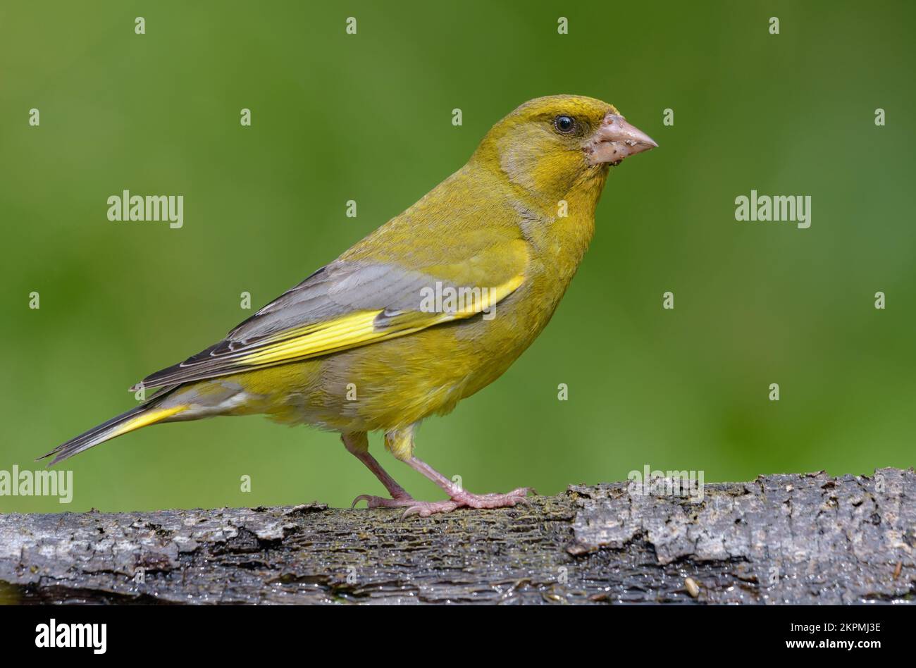 Mâle européen Greenfinch (Chloris chloris) assis sur une branche ancienne et sèche avec un fond vert pur Banque D'Images