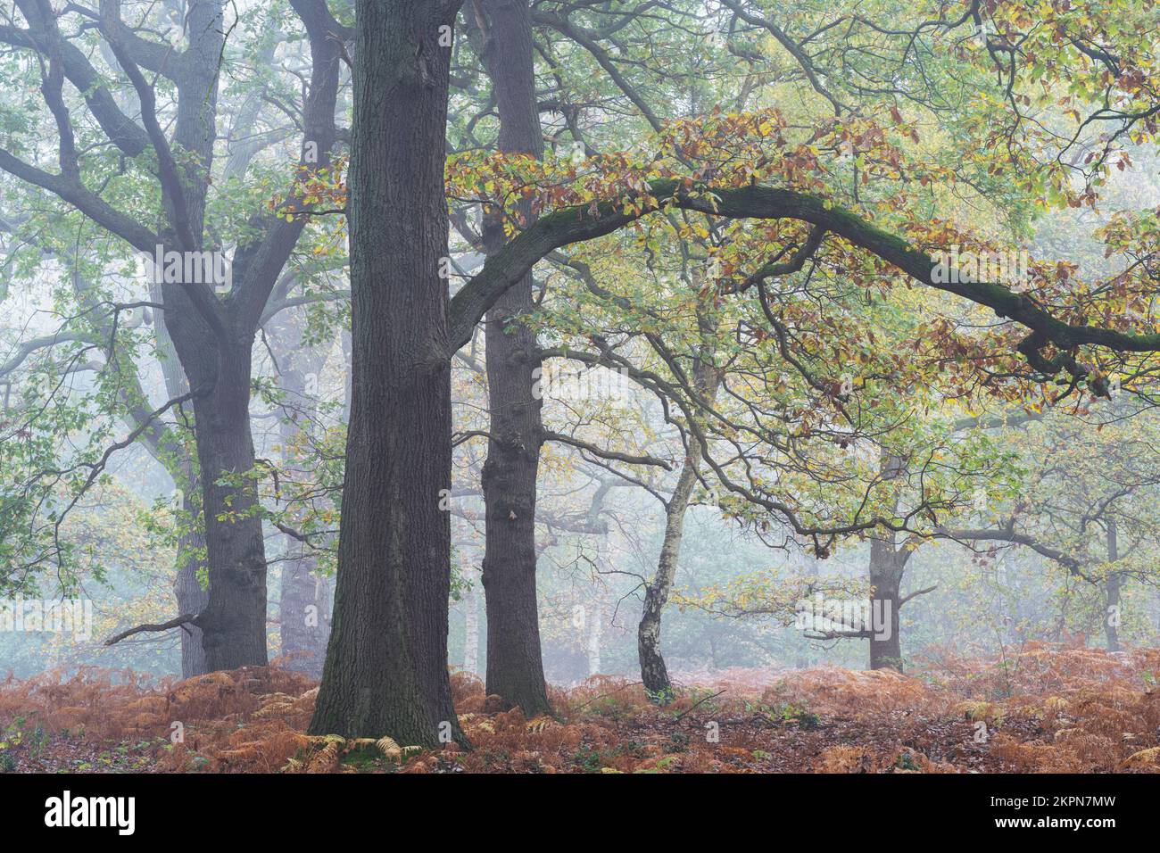 Vue sur les bois avec des chênes et des bouleaux dans un ancien bois brumeux, forêt de Sherwood, Notinghamshire, Royaume-Uni, novembre Banque D'Images