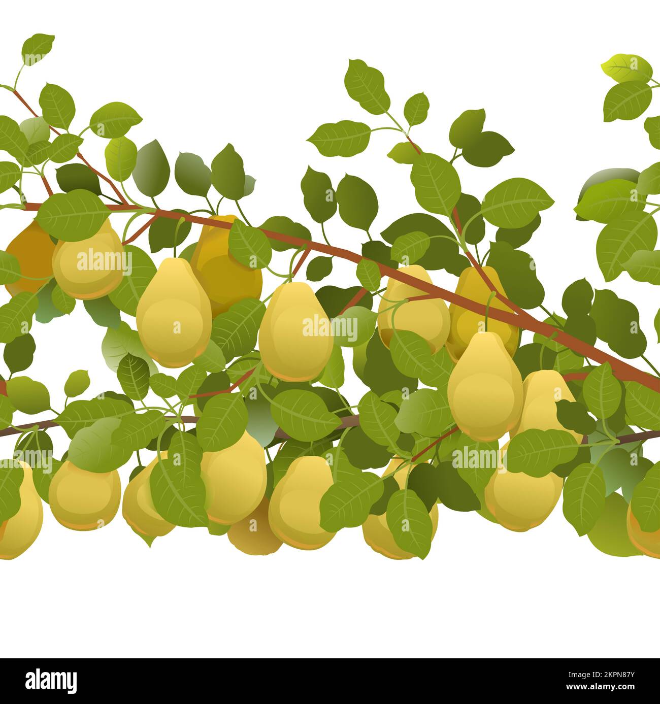 Poire aux branches sans fin avec fruits mûrs. Plante de jardin avec récolte comestible. Composition sans couture. Branche avec feuillage et feuilles. Isolé sur fond blanc Illustration de Vecteur