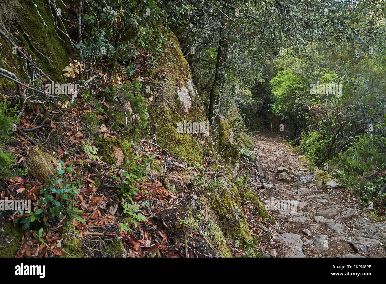 La gorge de Spelunca est une destination populaire pour la randonnée le long d'un vieux sentier romain sur l'île de Corse en France Banque D'Images