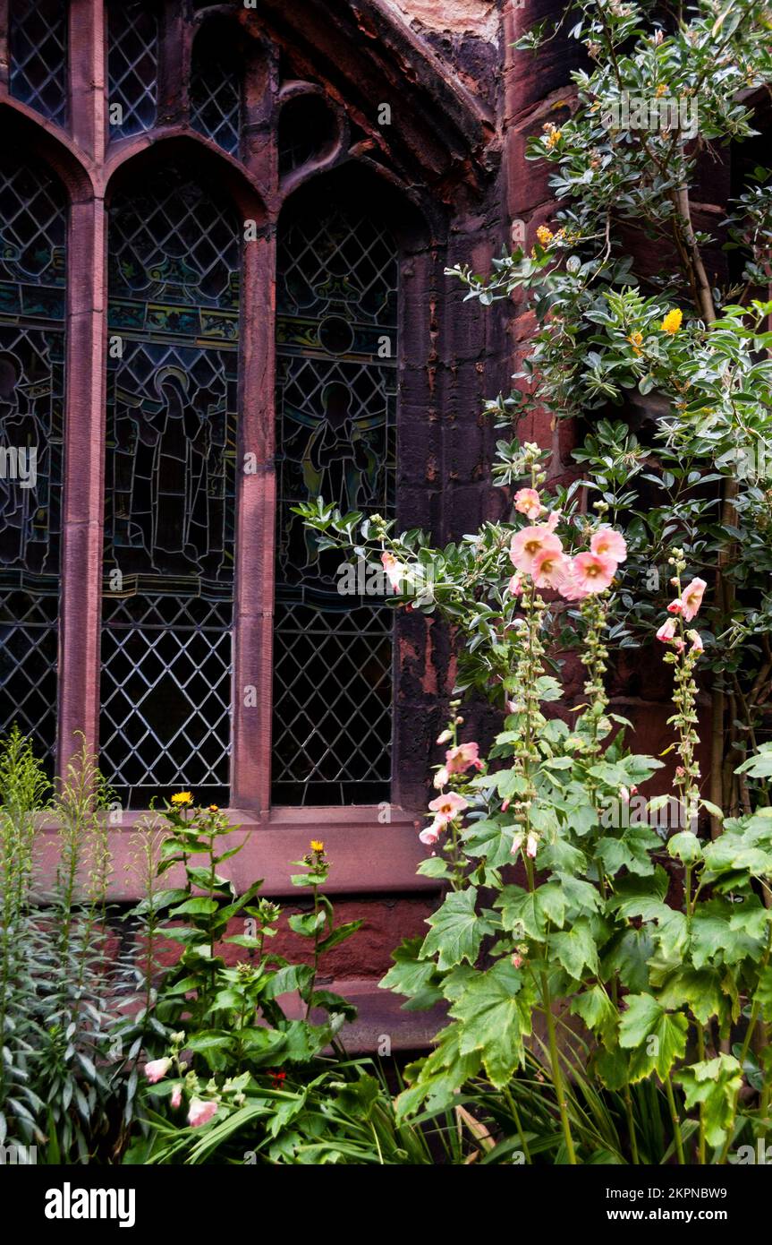 Hollyhock fleurit dans le jardin de la cathédrale de Chester à Chester, en Angleterre. Banque D'Images