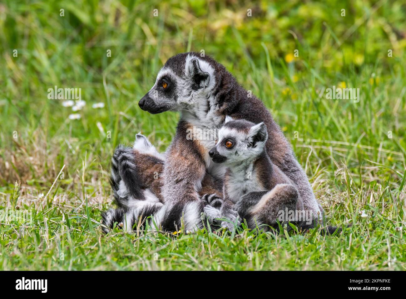 Mère de lémuriens (Lemur catta) avec des juvéniles assis sur le sol, primate en voie de disparition endémique à l'île de Madagascar, Afrique Banque D'Images
