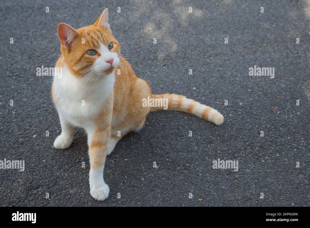 Tabby et blanc. Banque D'Images