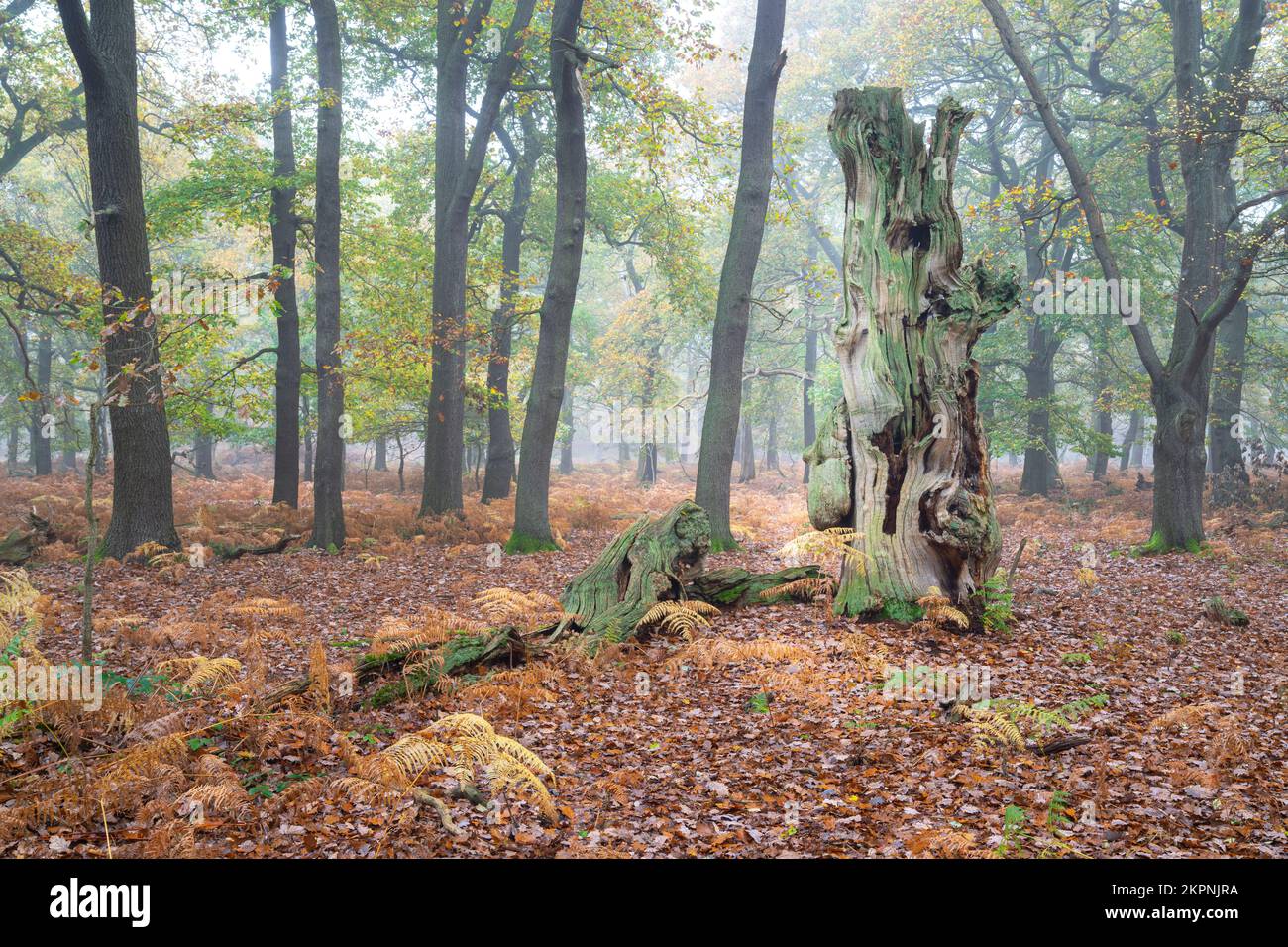 Vue sur le paysage d'un ancien chêne en décomposition dans un ancien bois brumeux pendant l'automne, forêt de Sherwood, Notinghamshire, Royaume-Uni, novembre Banque D'Images