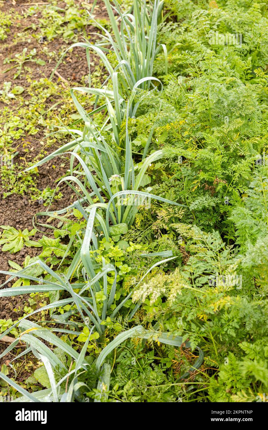 Potager avec des poireaux et des carottes de culture biologique Banque D'Images