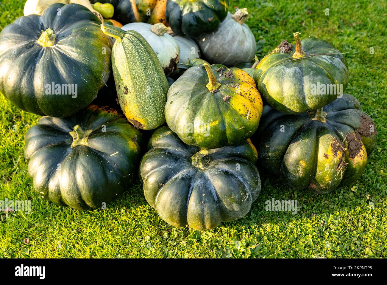 Récolte automnale de diverses courges de la famille des Cucurbitaceae Banque D'Images