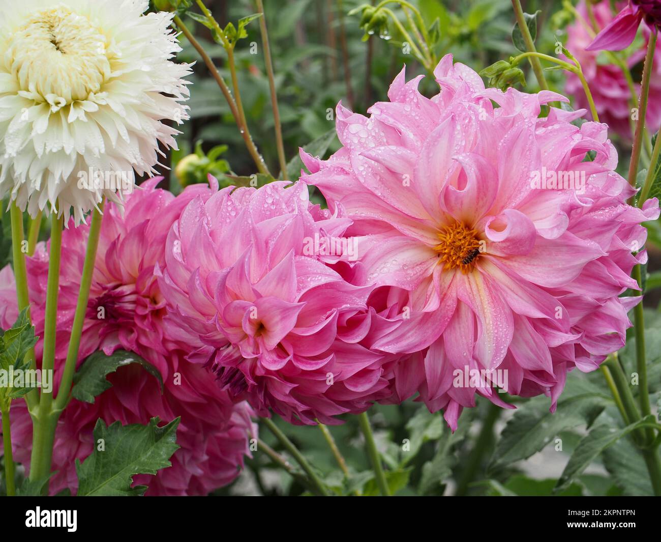 Dahlia fleurs du jardin Banque D'Images