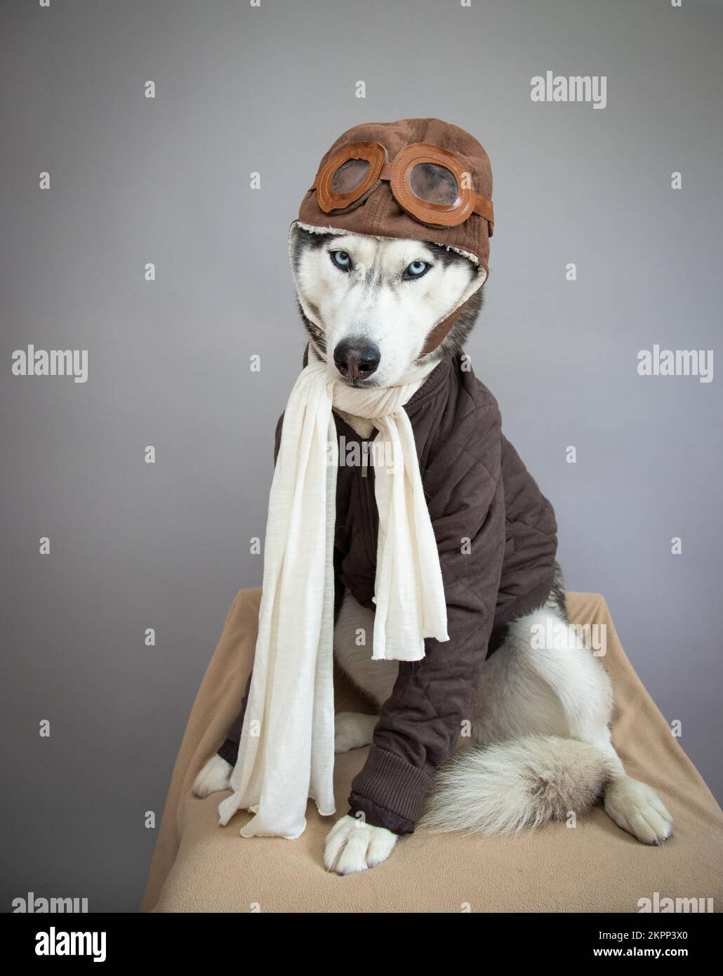 Portrait d'un husky sibérien assis sur une chaise habillée comme pilote Banque D'Images