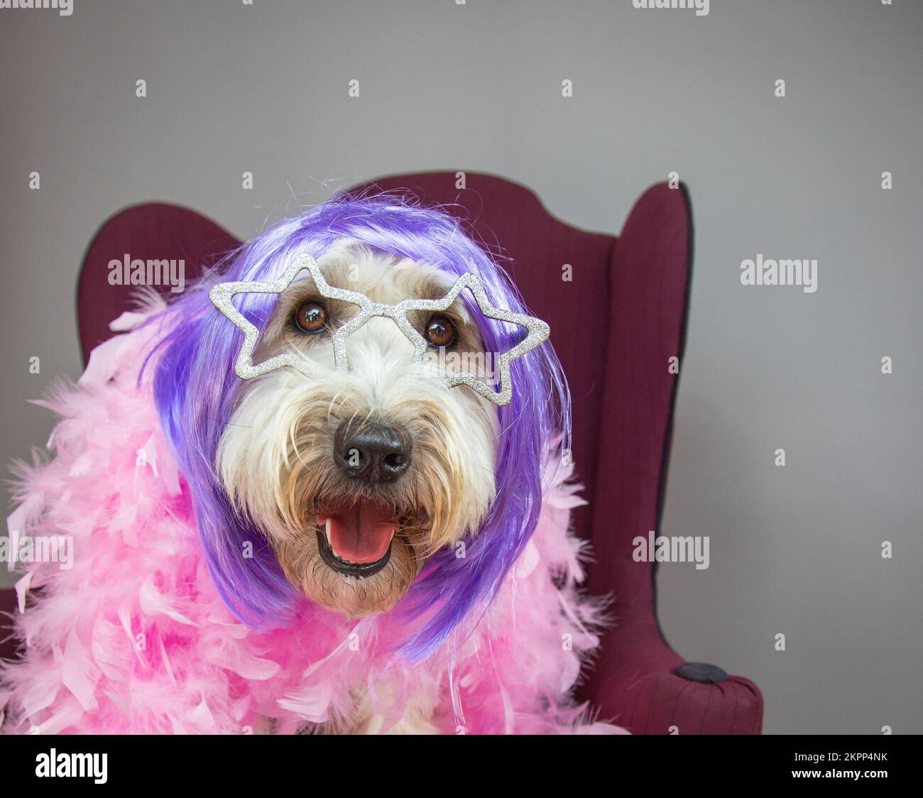Portrait d'un terrier à revêtement doux de Wheaten assis sur une chaise habillée de verres en forme d'étoile, perruque pourpre et plumes rose boa Banque D'Images
