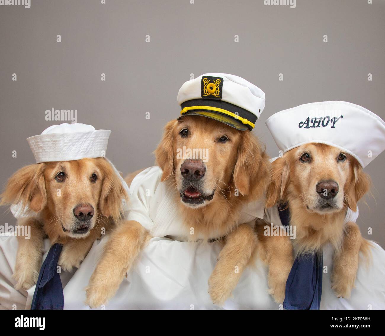 Portrait de trois chiens d'or retriever habillés comme marins Banque D'Images