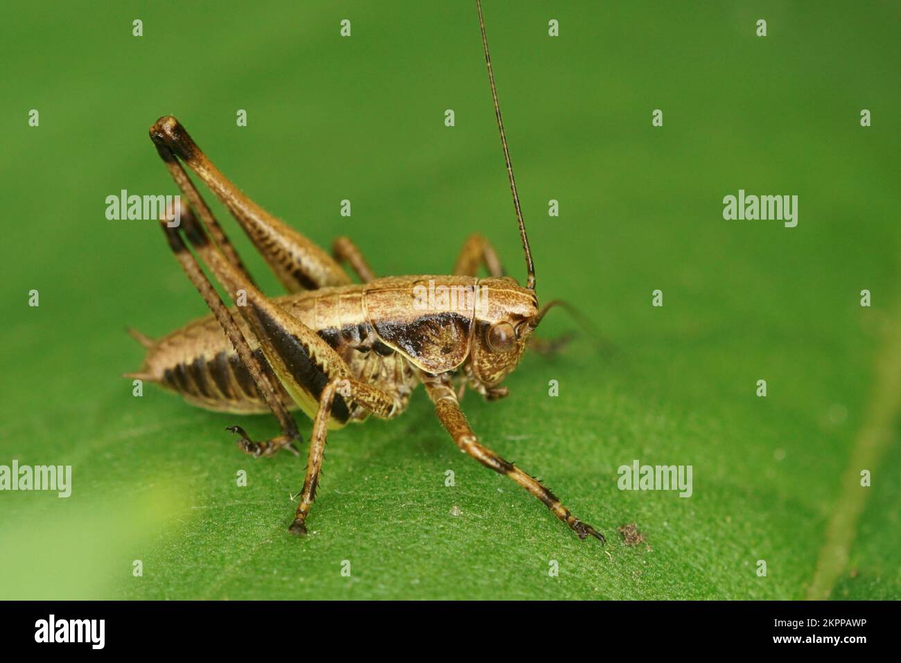 Gros plan naturel sur un sous-adulte de cricket du Bush foncé, Polidoptera griseoaptera assis sur une feuille verte Banque D'Images