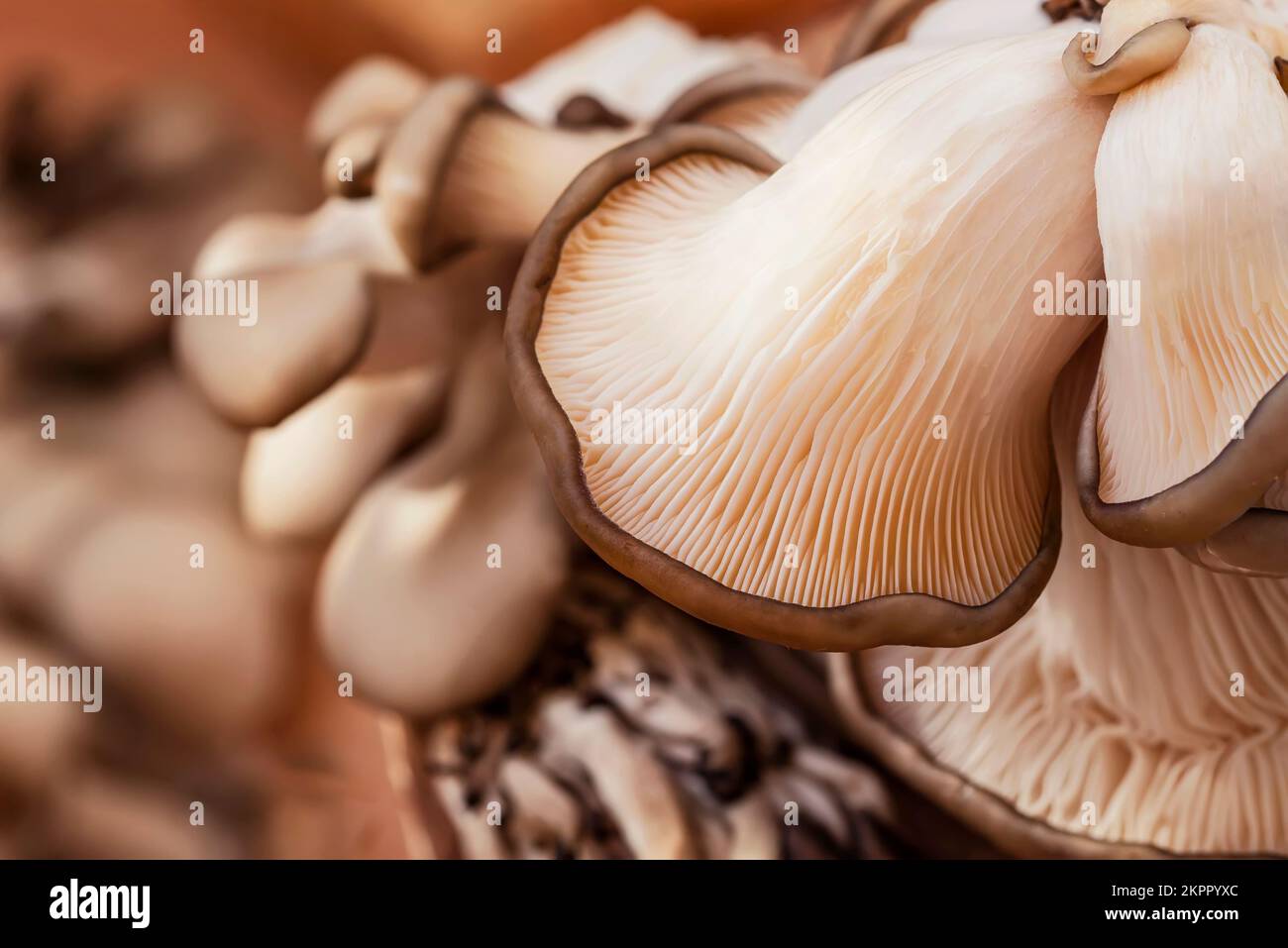 Champignons d'huîtres frais ou hiratake, champignons cultivés. Concept de saine alimentation, de diète, de fond alimentaire Banque D'Images