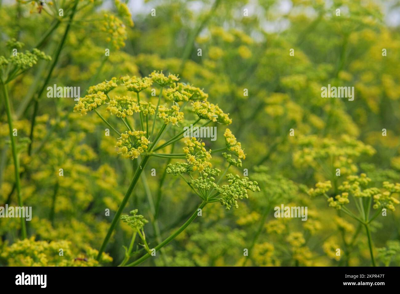 Pimpinella anisum. Anis blanc sur un pré vert en été. Banque D'Images